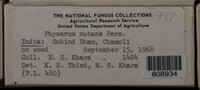 Physarum nutans image